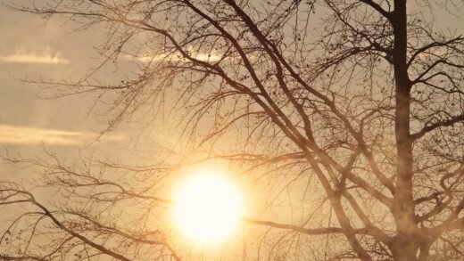 tree, dawn, morning sun, sunrise, early fog, morning mist, sun, weather, weather mood, the atmosphere, mood, peaceful mood, nature, peaceful, moment, quiet, morning mood, bare tree, morning sun, sun, sun, sun, sun, sun, weather, weather, peaceful